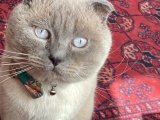 Scottish Fold oğlumuza eş arıyoruz
