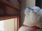 British shorthair kızımız için damat Adaylarını Bekliyoruz