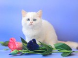 Gizemli Gözler, Sonsuz Sevgi: British Shorthair Yavrumuz Şimdi Satışta!