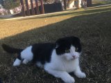 Cins erkek kedi aranıyor