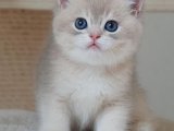 Rüya Gibi Anlar: British Shorthair Yavrumuzla Özel Bir Bağ Kurun!