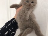 MİNİK BEBİŞLERİM SAHİPLERİNİ BEKLİYOR