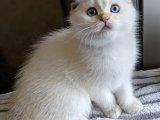 Efsanevi Sevimlilik: Ayı Surat Scottish Fold Yavrular!