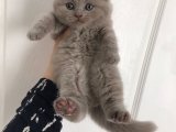 MİNİK BEBİŞLER SAHİPLERİNİ BEKLİYOR