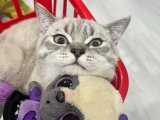Safkan Romantik British Shorthair Oğlumuza Eş Arıyoruz