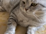 Scottish Fold oğluma kız arıyorum.