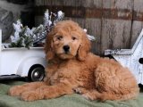 Nadir ırk dev goldendoodle yavru