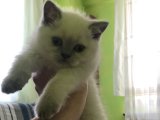 British Blue Point erkek yavrumuz
