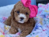 Goldendoodle güzelliğini bilenlere