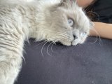 British Longhair oğluma evde misafir edebileceğim eş arıyorum