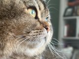 British shorthair kızımıza damat arıyoruz