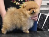 Oyun ve Sevgi Dolu Pomeranian Boo Yavrularıyla Ailenizi Tamamlayın!