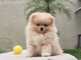 Renk Seçenekleriyle Pomeranian Boo Yavruları: Harika Renkler Sizi Bekliyor!