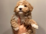 Toy poodle