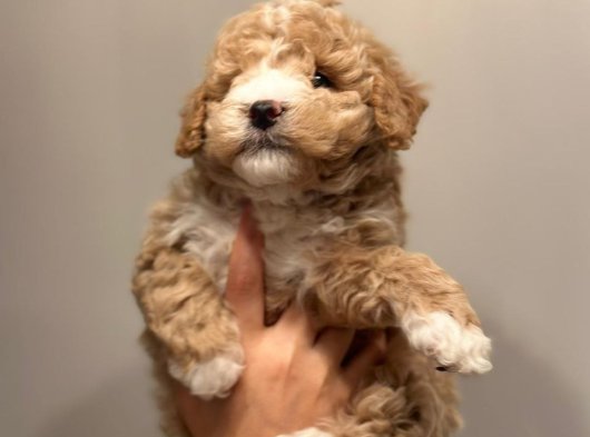 Toy poodle