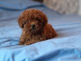 SAFKAN RED BROWN TOY POODLE YAVRULAR