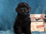 Renkli Patiler, Şeker Gibi Bakışlar: Toy Poodle Yavrularıyla Tanışın!