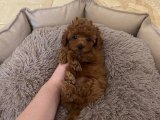 Sevimlilikte Zirve: Toy Poodle Yavrularıyla Renkli Bir Bağ Kurun!