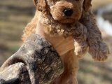 Minik Dünyalar, Büyük Sevgi: Toy Poodle Yavrularıyla Tanışın!