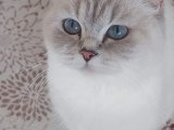 British Lynx Point