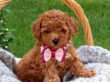 Renkli Patiler, Sıcak Anlar: Toy Poodle Yavrularıyla!