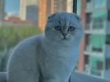 Scottish fold kızıma eş arıyoruz