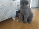 Aşıları tam scottish fold prensimiz cappy eş arıyoruz