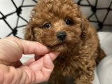 Poodle Büyüsü: Toy Poodle Yavrularımız Sizi Bekliyor!