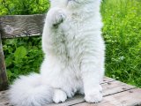 British Longhair oğluma eş arıyorum