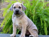 En güzel Cane Corsa yavru