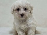 Şirinlik abidesi Maltipoo yavrumuz