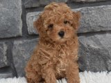 Büyülü Sevimlilik: Satılık Toy Poodle Yavrularımız!