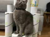 British Erkek Kedi Eş Arıyoruz