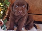 Scrli Labrador Retriver yavru