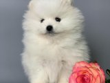 Kürklü Prens ve Prensesler: Pomeranian Boo Yavrularıyla Bir Masala Hazır Mısınız?
