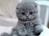 Evinizi Şenlendirecek Scottish Fold Yavru Kedimizle Tanışın!
