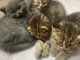 Yavrulara bakabilcek alie araniyor
