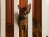 Herkesin aradığı o cins kedi habeş kedisi fiyatı makul