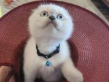 Evinize Tatlı Bir Dokunuş: Scottish Fold Yavru Kediler Satışta!