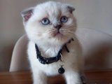 Evinizi Şenlendiren Zarafet: Scottish Fold Yavru Kedilerle Tanışın!