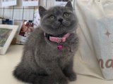 British Shorthair Blue Yavru