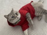 British Shorthair Mavi Prensesini Arıyor