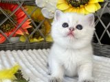 British shorthair Golden point ve silver point bebeklerimiz