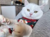 British Shorthair Oğluma Eş Arıyoruz