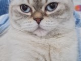 British Shorthair kızıma eş arıyoruz