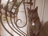DAMIZLIK KEDİ