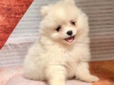 Sevimlilikte Sınır Tanımayan: Pomeranian Boo Yavruları Şimdi Alın!