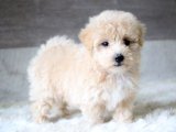 Minik Melekler: Maltipoo Yavrularıyla Şimdi Tanışın!