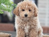 Minyatür Şıklık: Satılık Maltipoo Yavrularıyla Tarzınızı Konuşturun!