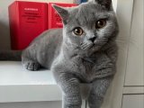 British Shorthair Güzellik: Dişi Kedimiz Aşk Arıyor - Eş Aramız Devam Ediyor!